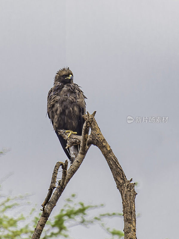 沃尔伯格鹰(Hieraaetus wahlbergi，原名Aquila wahlbergi)是一种猛禽。肯尼亚梅鲁国家公园